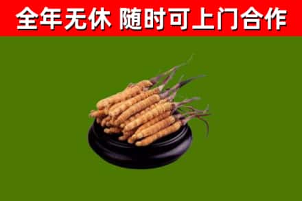 南召烟酒回收冬虫夏草.jpg